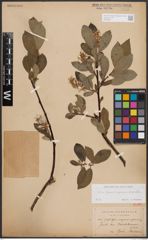 Foto von Salix glauca L. x Salix nigricans Sm. x Salix phylicifolia L.